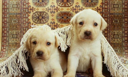 How to install Puzzle Baby pet patch 1.1 apk for bluestacks