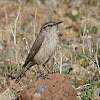 Rock Wren