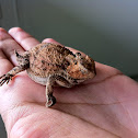 Lagarto cornudo de montaña