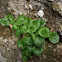 Heart-shaped Valerian