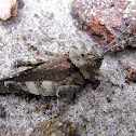 Rock Grasshopper (Brazilian)