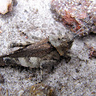 Rock Grasshopper (Brazilian)