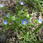 Birdseye Speedwell