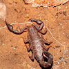 Southern unstriped scorpion
