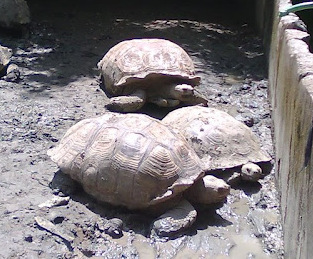land tortoise
