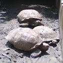 land tortoise