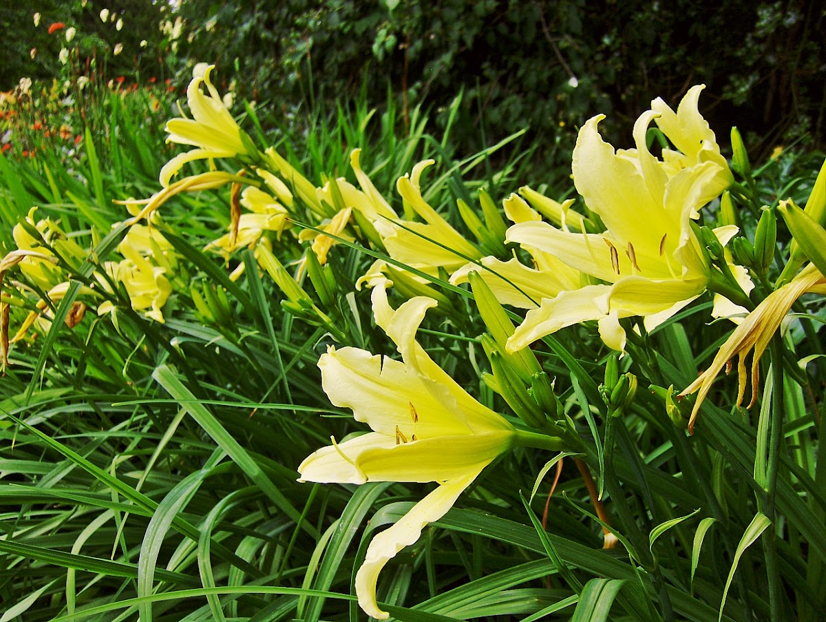 Yellow  Day-Lily