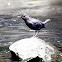 American Dipper