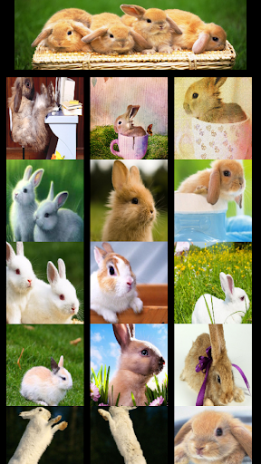 Wallpaper Bunny Bunny