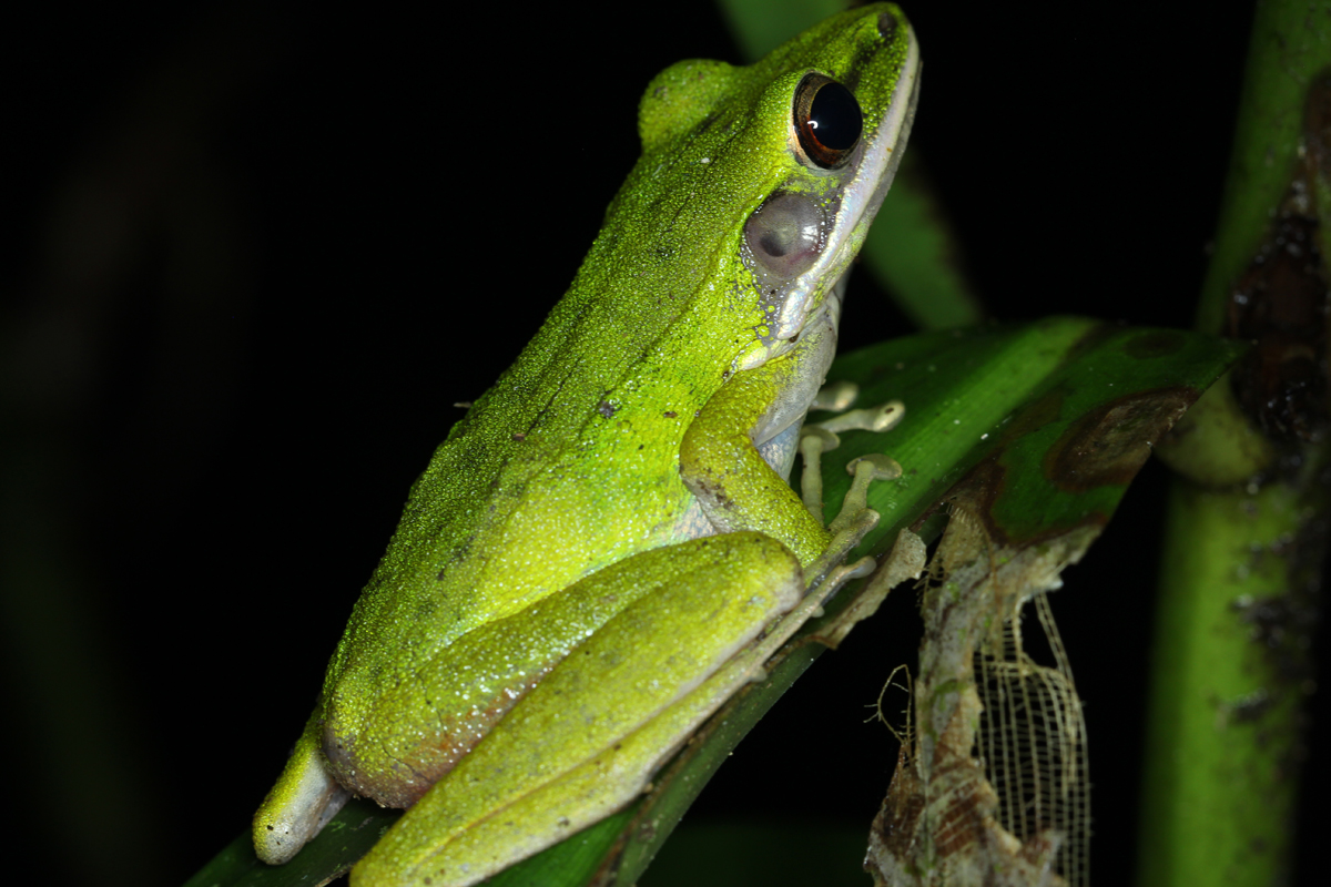 White-lipped Frog