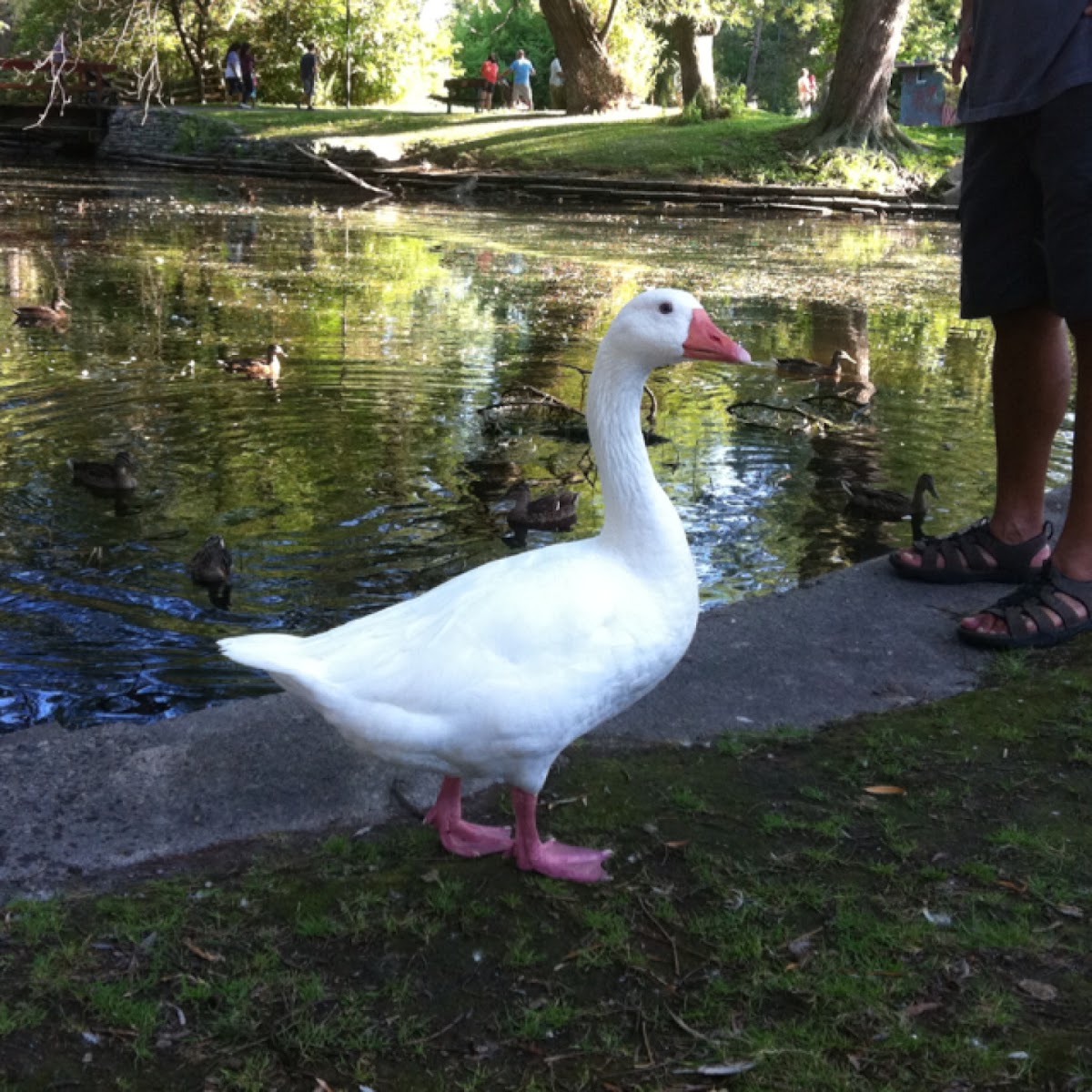 Domestic goose