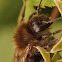 The tree bumblebee or new garden bumblebee