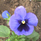 rose of sharon: type blue