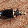 Narrow-waisted Bark Beetle
