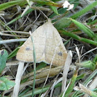 Vetch looper moth
