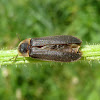 Common Glow-worm / Krijesnica ♂