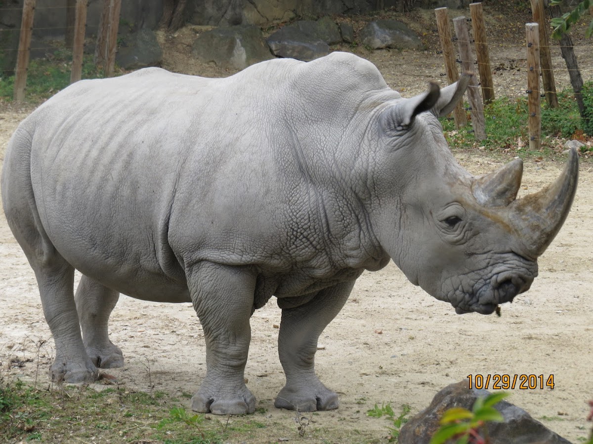 Southern white rhinooceros