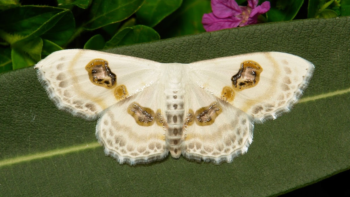 Eye Looper Moth
