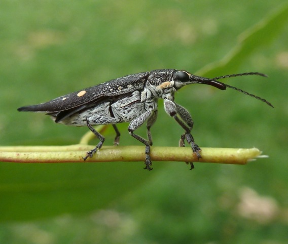 Two-spotted Weevil