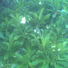 Mangrove plant