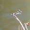 Twelve Spotted Skimmer     Male