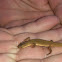 Smooth newt