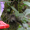 sword bill hummingbird