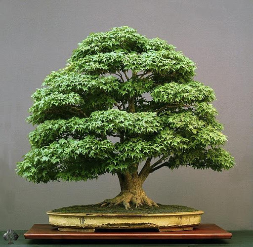 100 Bonsai Trees