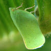 Northern flatid plant hopper