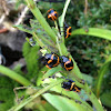 Swamp Milkweed leaf beetle