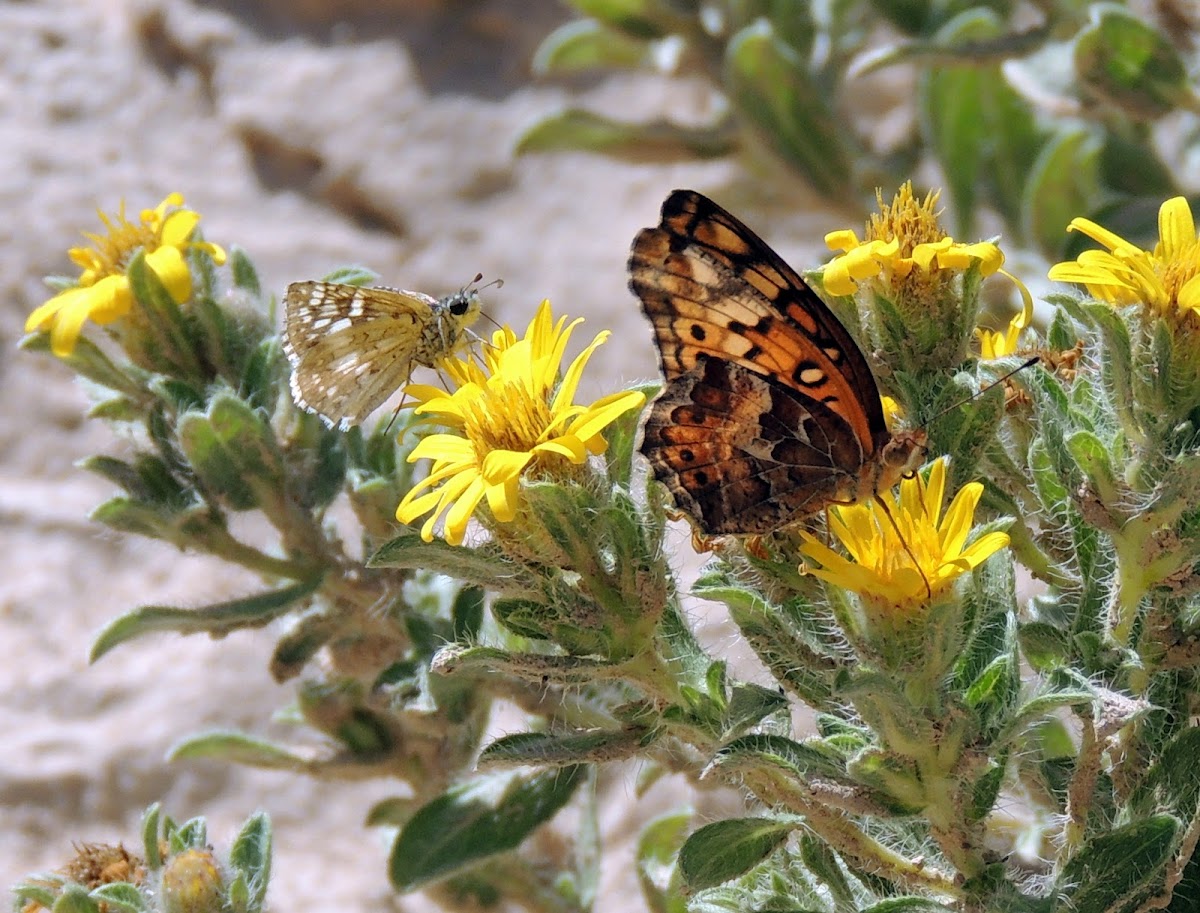 Common Checkered Skipper (left) and Variegated Fritillary (right)