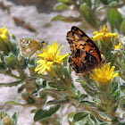 Common Checkered Skipper (left) and Variegated Fritillary (right)