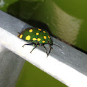 Spotted Shield bug