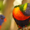 Rainbow Lorikeet