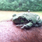 Gray Treefrog