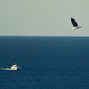 White Bellied Sea Eagle