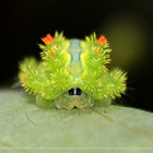 Limacodid Caterpillar