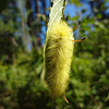 Spotted apatelodes caterpillar