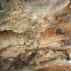 Bess Beetle Larvae