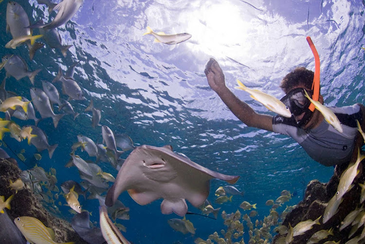 Grab a snorkel and head to Stingray Beach on Cozumel. They're safe, even around kids.