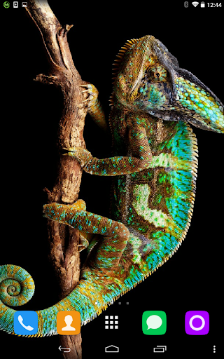 Chameleon Live Wallpaper