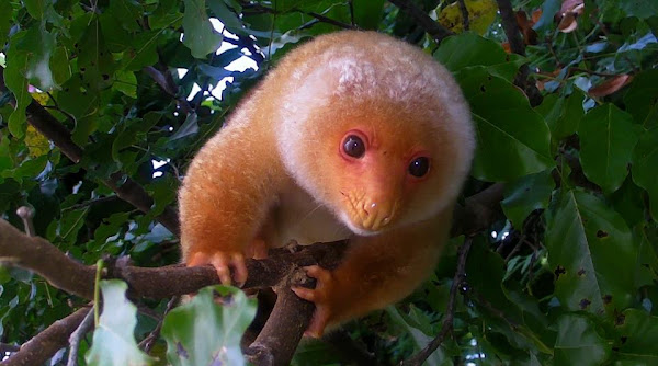 Cuscus Baby
