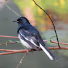 Oriental Magpie-Robin (Male)
