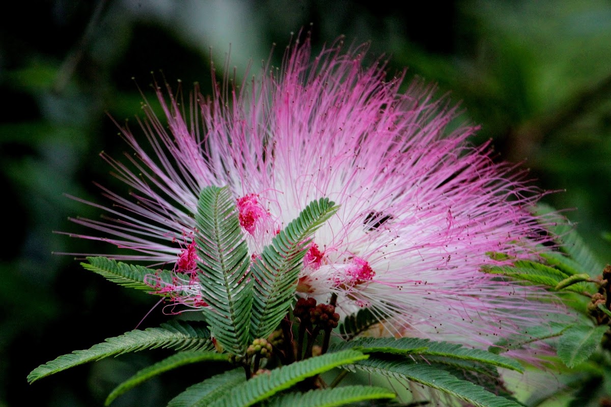 Silktree Mimosa Persian Acacia Silk Tree Mimosa Pink Siris Project Noah