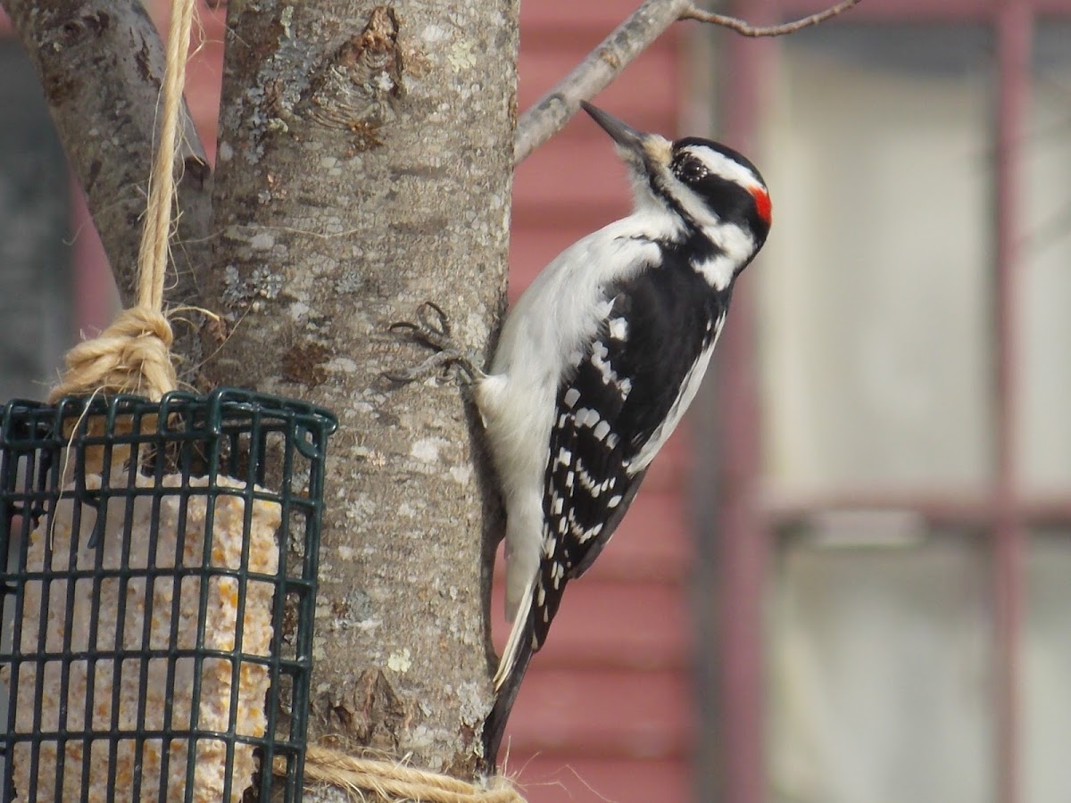 Hairy Woodpecker, (male).