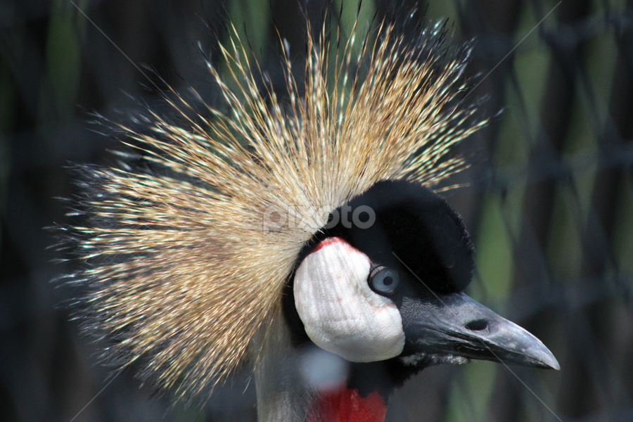 spike hair bird | Birds | Animals | Pixoto