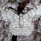 Tree Geometer Moth