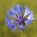 corn flower