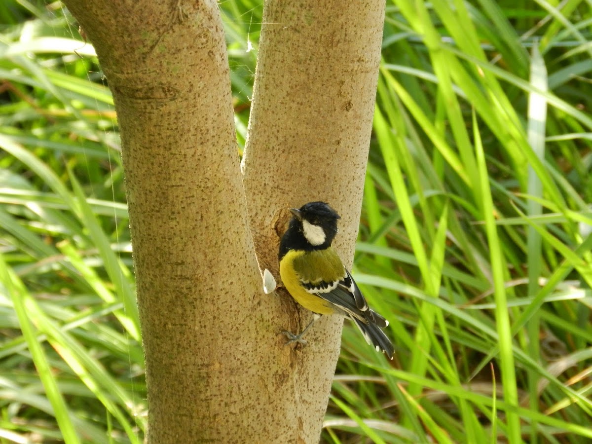 Green backed Tit