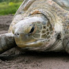 Green See Turtle